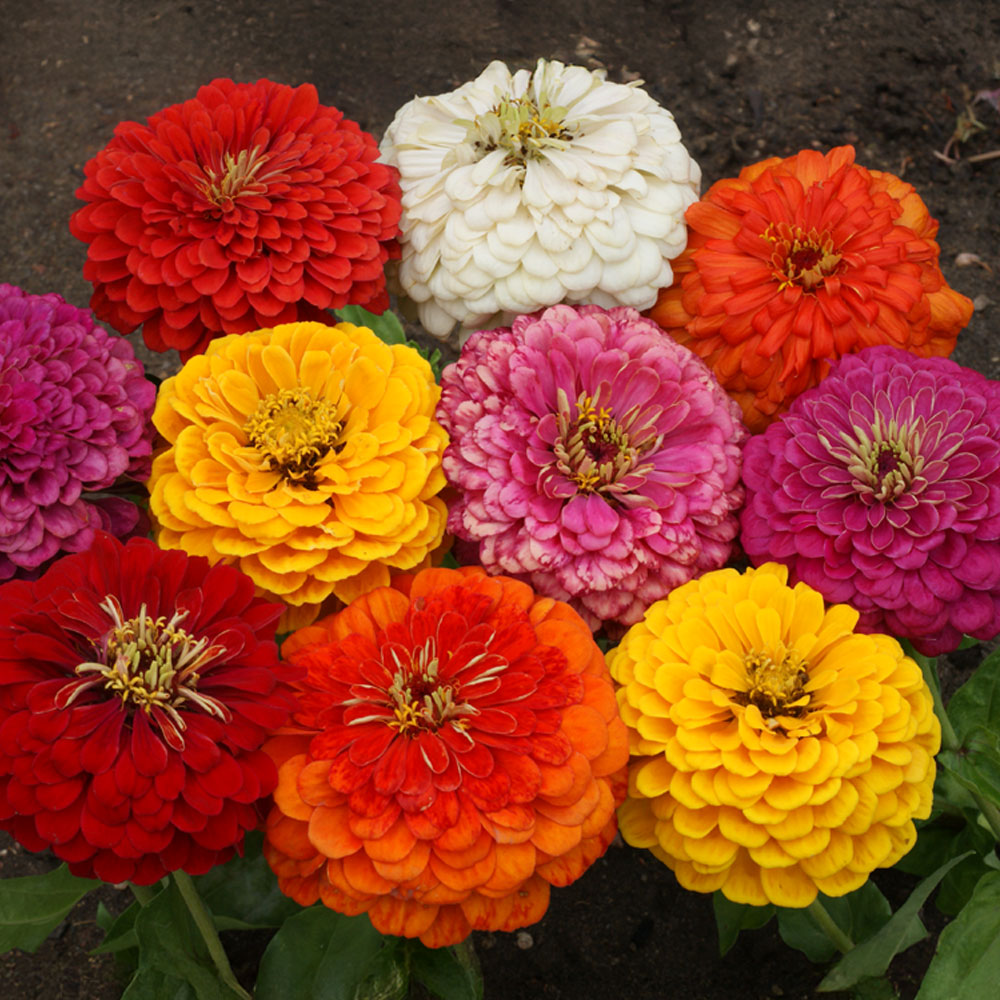 Dahlia Flowered Mix Zinnia Seeds / 100 Seeds