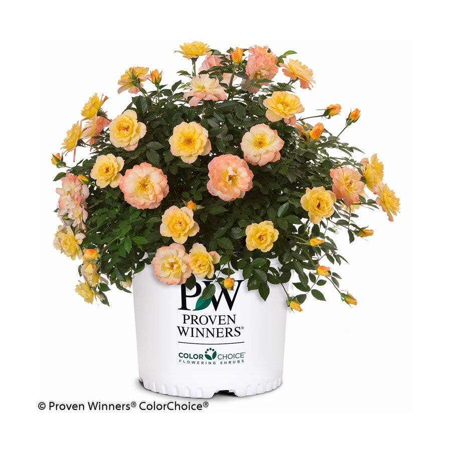 Oso Easy® Italian Ice® Shrub Rose / 1-Quart