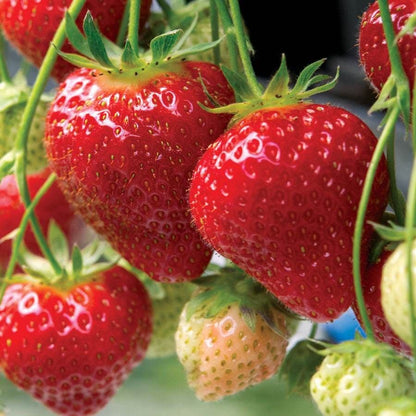 Fragaria 'Seascape' Strawberry / Bareroot