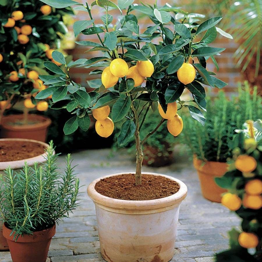 Citrus 'Meyer' Lemon Tree / Tree Sleeve