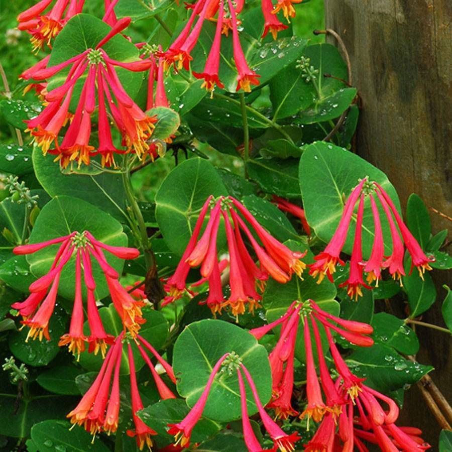 'Major Wheeler' Honeysuckle / 1-Quart