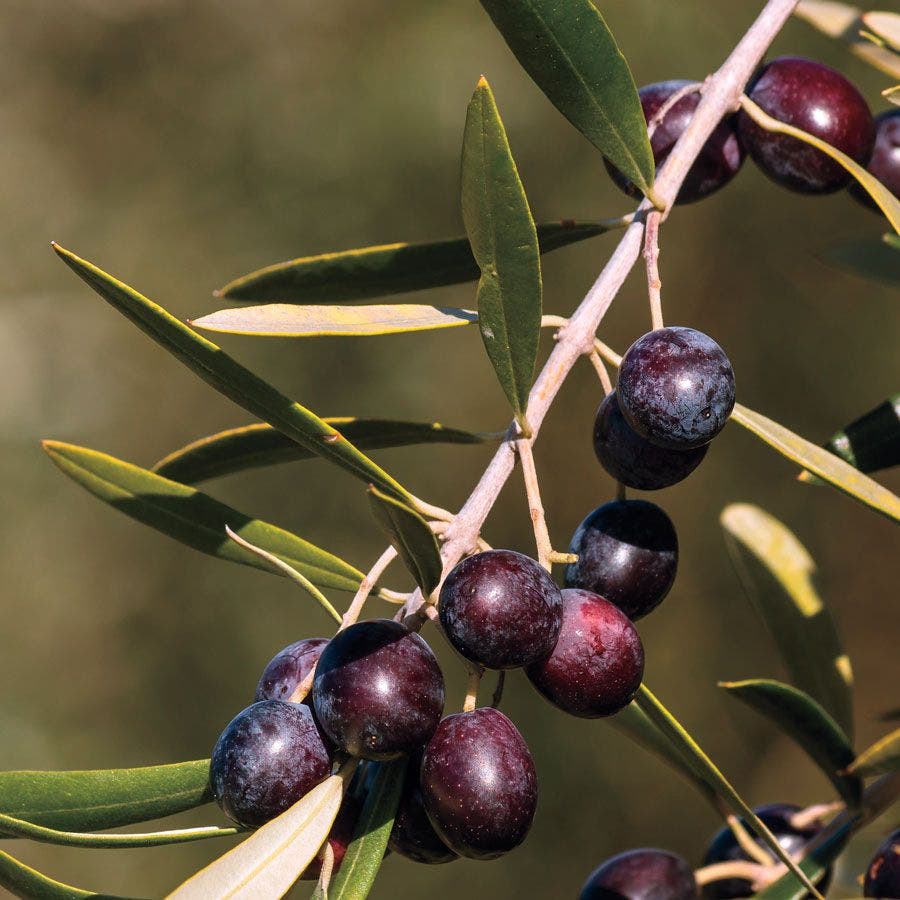 Olive 'Arbequina' Tree / Tree Sleeve
