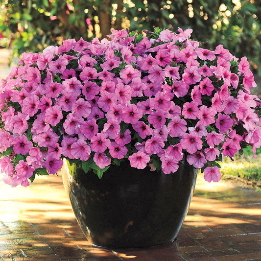 Easy Wave® Pink Pearl Petunia Seeds / 10 Seeds