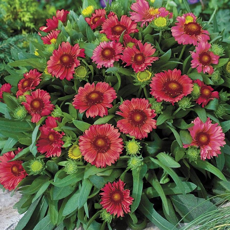 Gaillardia 'Arizona Red Shades' / 1-Quart