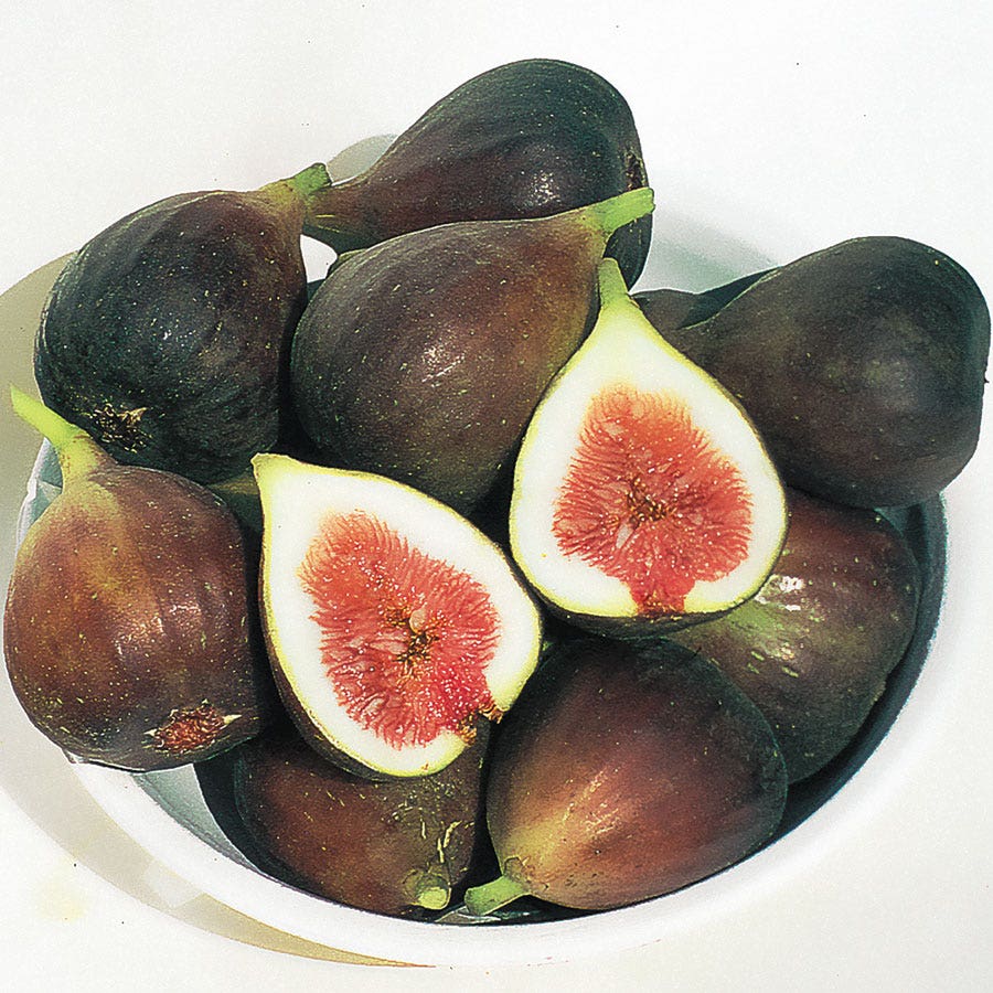 Ficus 'Brown Turkey' Fig / 1-Quart